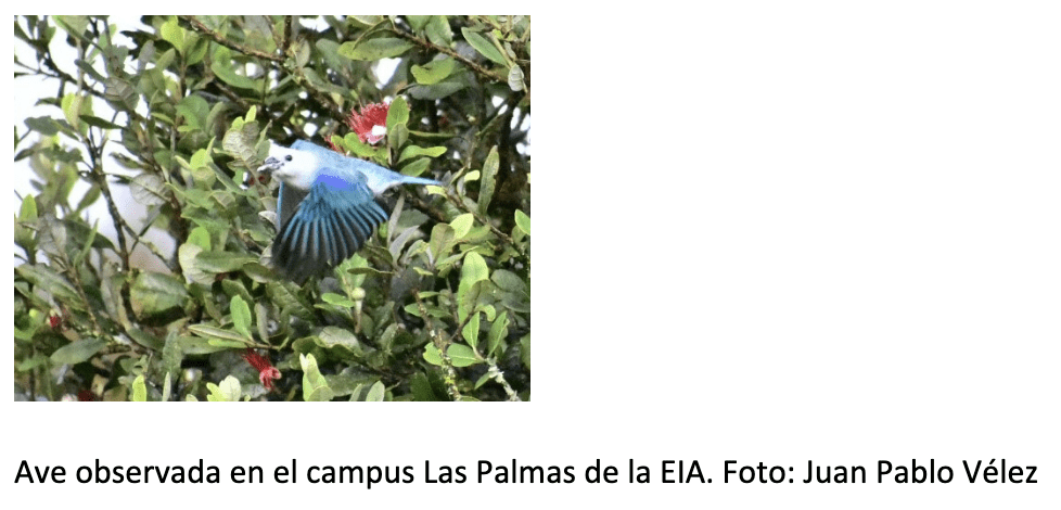 [Fotonoticia] Avistamiento de aves sube a 40 las especies reportadas en el campus Las Palmas